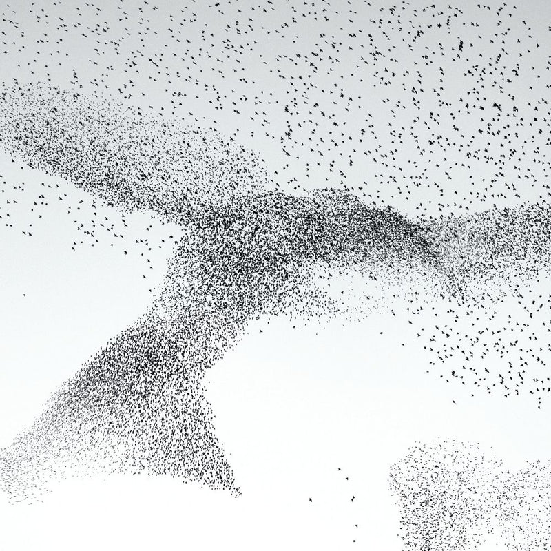 Wildlife Photographer of the Year Starling Murmuration Blank Greeting Card Envelope