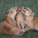 Wildlife Photographer of the Year Shared Parenting Blank Greeting Card with Envelope