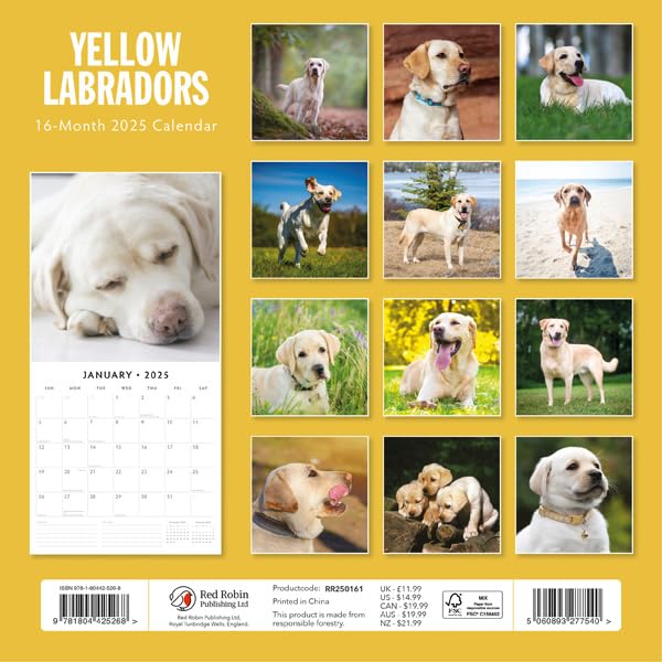 Yellow Labradors 2025 Square Wall Calendar