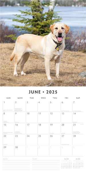 Yellow Labradors 2025 Square Wall Calendar