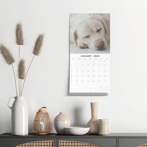 Yellow Labradors 2025 Square Wall Calendar