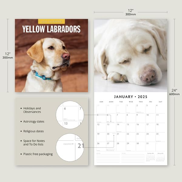 Yellow Labradors 2025 Square Wall Calendar