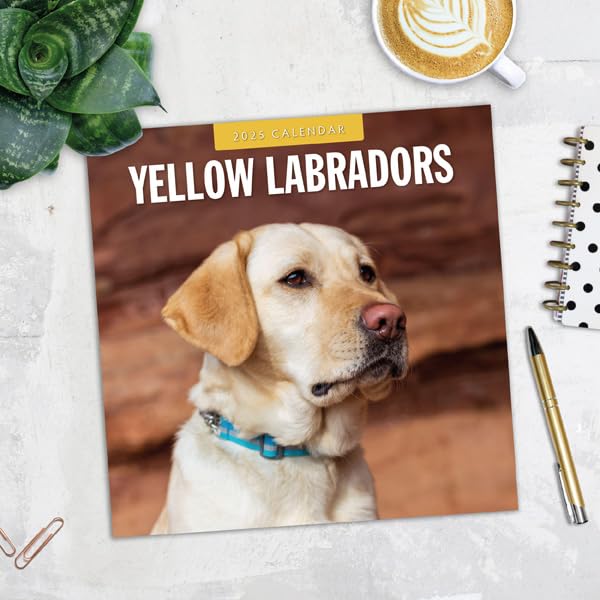 Yellow Labradors 2025 Square Wall Calendar