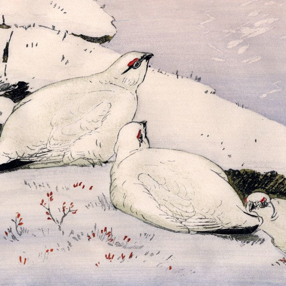 The British Museum - Winter Bird Prints Box of 20 Christmas Cards