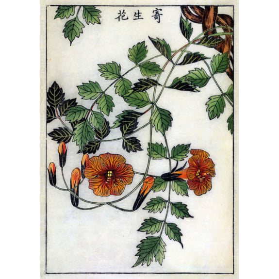 British Library Trumpet Flower Blank Greeting Card with Envelope