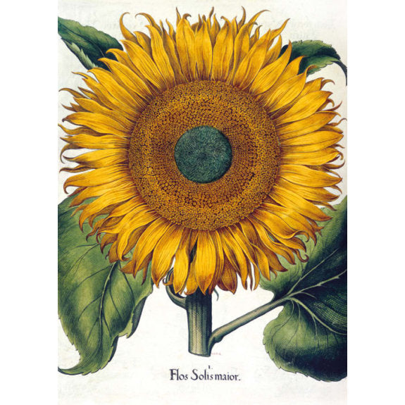 British Library - Botanical Illustrations 8 Rectangle Notecards Wallet