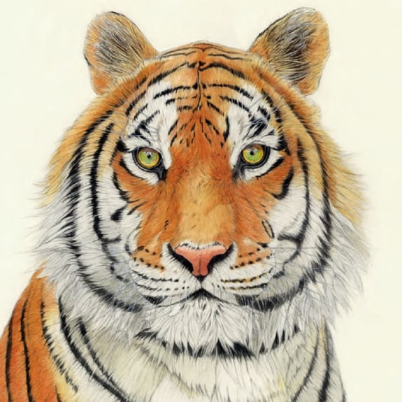 Eyes of the Tiger Blank Greeting Card with Envelope