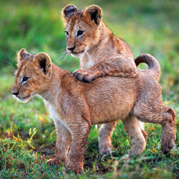 BBC Earth - Lion Cubs Blank Greeting Card with Envelope - Bee's Emporium