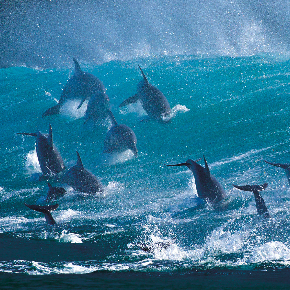 Wildlife Photographer of the Year In the Deep Blue 8 Square Notecards Wallet - Bee's Emporium