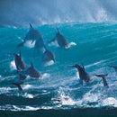 Wildlife Photographer of the Year In the Deep Blue 8 Square Notecards Wallet