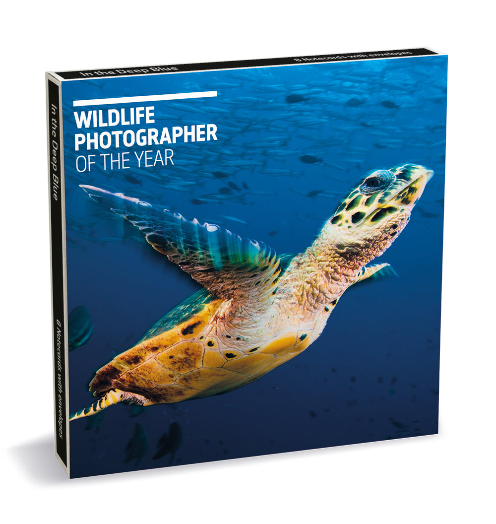 Wildlife Photographer of the Year In the Deep Blue 8 Square Notecards Wallet - Bee's Emporium