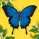 Natural History Museum Ulysses Butterfly 8 Mini Notecards Wallet