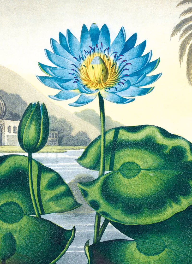 British Library - Botanical Illustrations 8 Rectangle Notecards Wallet