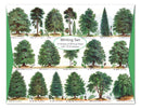 Our British Forest Trees Writing Set