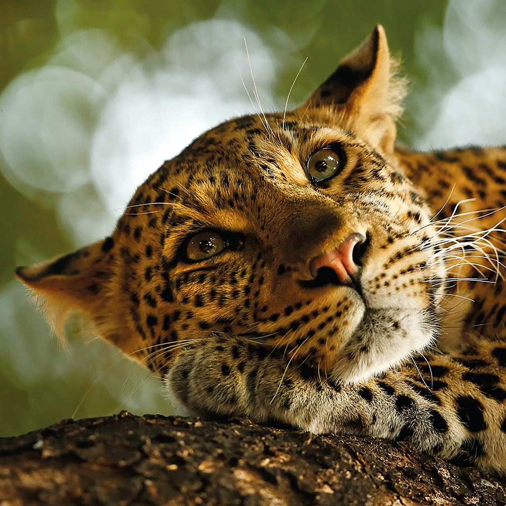 Wildlife Photographer of the Year Lounging Leopard Blank Greeting Card with Envelope - Bee's Emporium