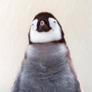 Wildlife Photographer of the Year Bond of Life Blank Greeting Card with Envelope