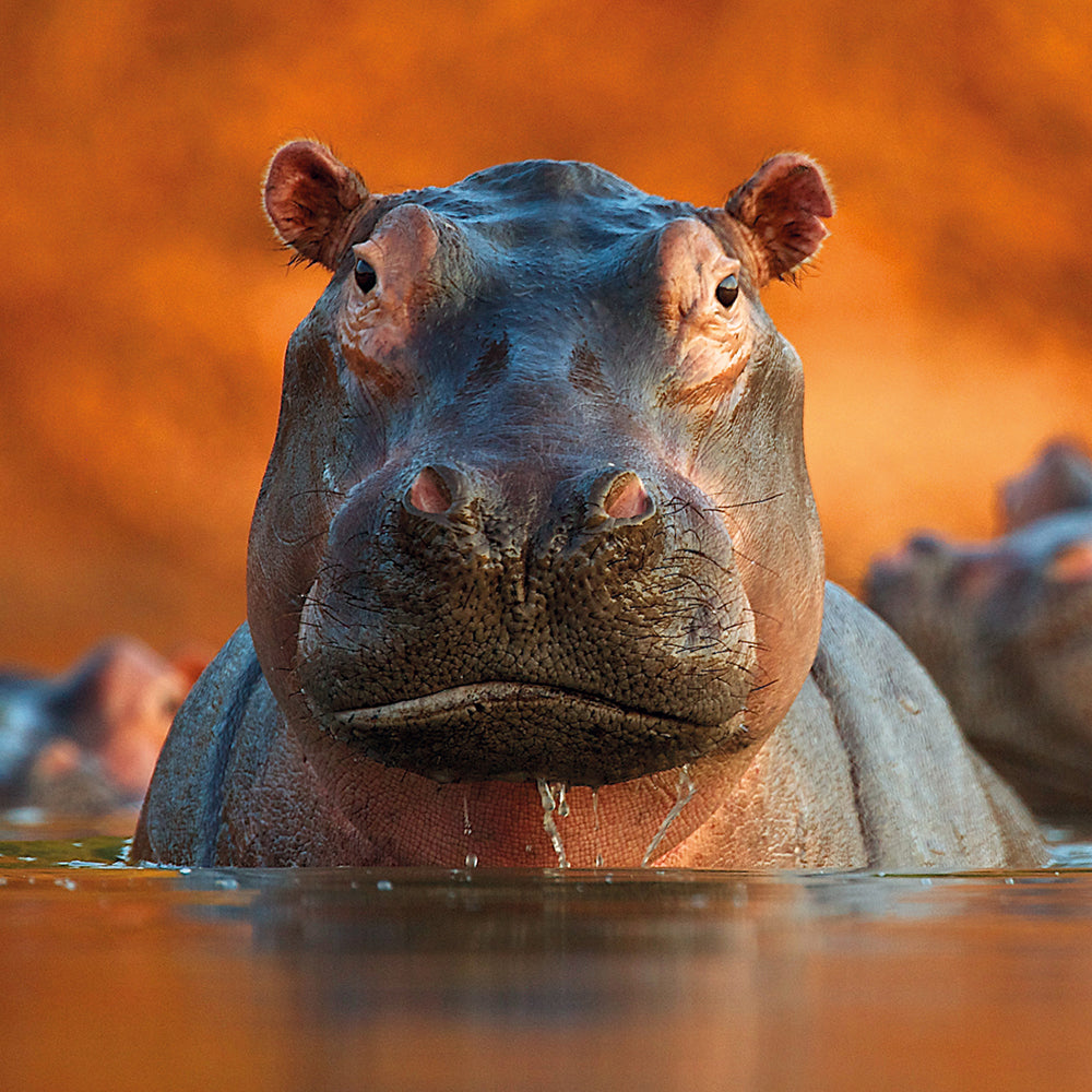 Wildlife Photographer of the Year Pool of Hippos Blank Greeting Card with Envelope - Bee's Emporium