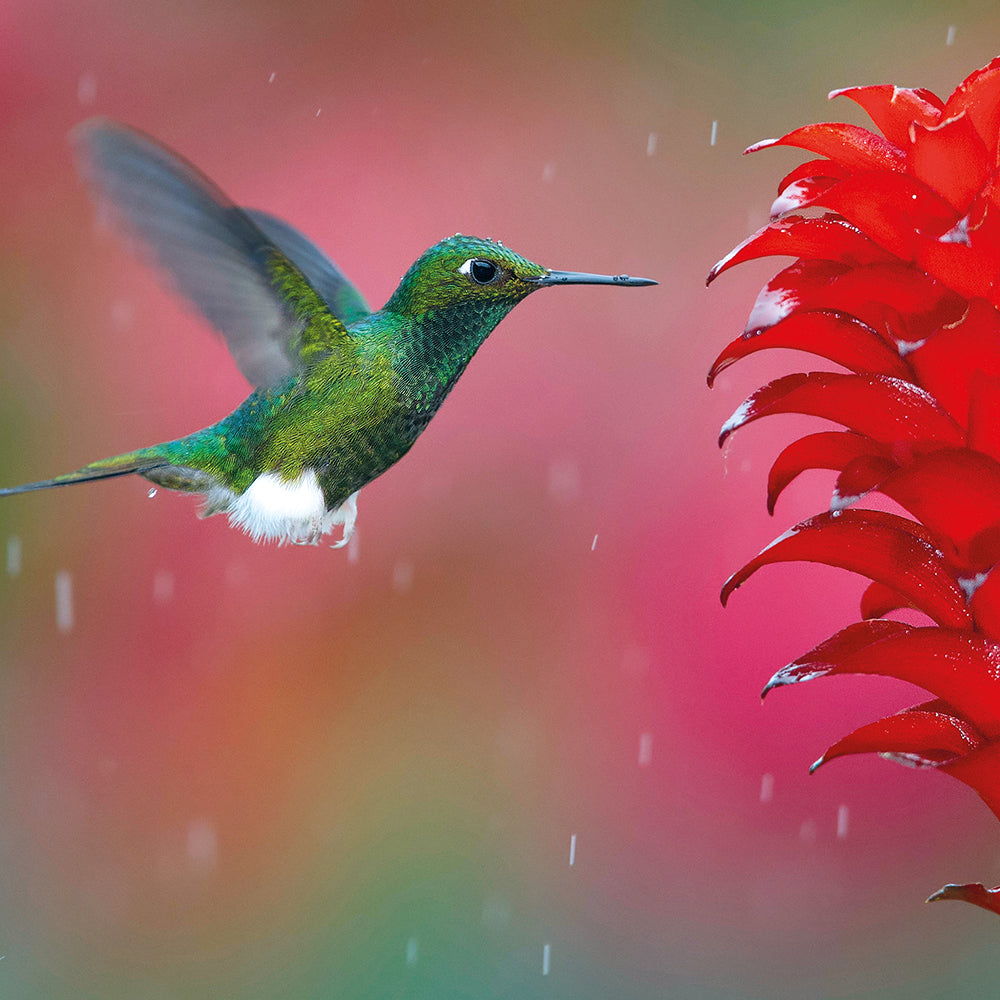 Wildlife Photographer of the Year Racket-tail in the Rain Blank Greeting Card with Envelope - Bee's Emporium