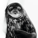 Wildlife Photographer of the Year Sleeping Like a Weddel Blank Greeting Card with Envelope