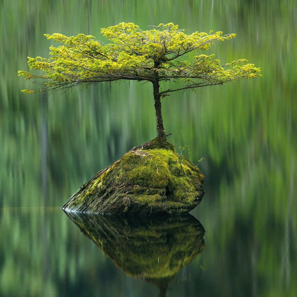 Wildlife Photographer of the Year Fairy Lake Fir Blank Greeting Card with Envelope - Bee's Emporium