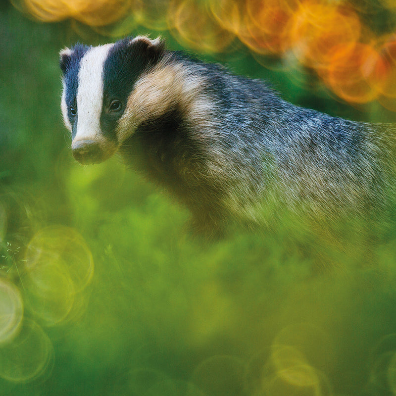 Wildlife Photographer of the Year Badger Dream Scene Blank Greeting Card with Envelope