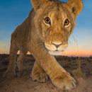 Wildlife Photographer of the Year Curiosity and the Cat Blank Greeting Card with Envelope