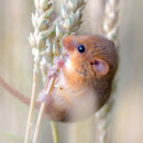 Wildlife Photographer of the Year Harvest Gold Blank Greeting Card with Envelope