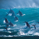 Wildlife Photographer of the Year Surfing Delight Blank Greeting Card with Envelope