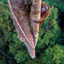 Wildlife Photographer of the Year Entwined Lives Blank Greeting Card with Envelope