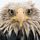 Wildlife Photographer of the Year Bold Eagle Blank Greeting Card with Envelope