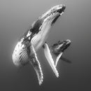 Wildlife Photographer of the Year Elegant Mother and Calf Blank Greeting Card with Envelope