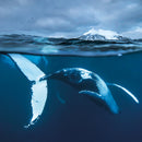 Wildlife Photographer of the Year Arctic Showtime Blank Greeting Card with Envelope