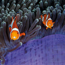 Wildlife Photographer of the Year The Insiders Blank Greeting Card with Envelope