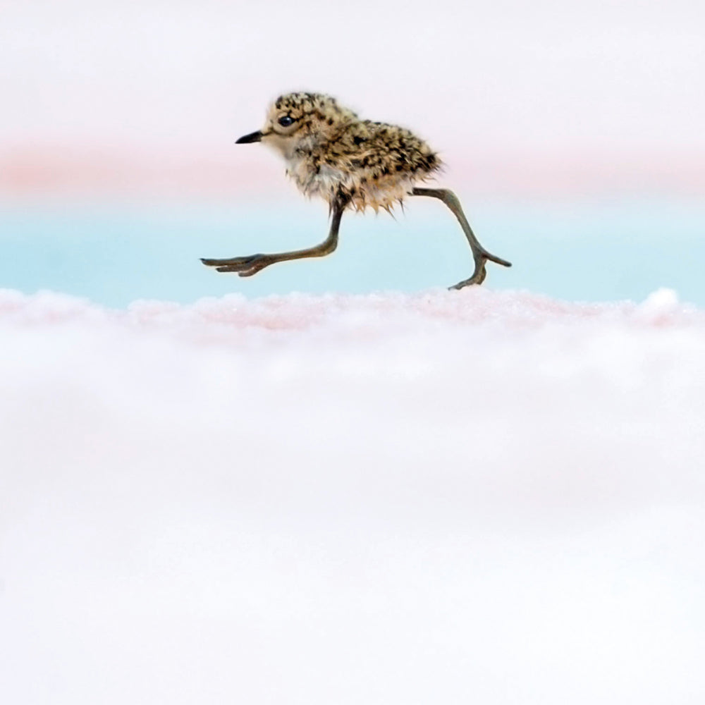 Wildlife Photographer of the Year Argentine Quickstep Blank Greeting Card with Envelope