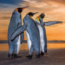 Wildlife Photographer of the Year Three Kings Blank Greeting Card with Envelope