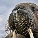 Wildlife Photographer of the Year Mister Whiskers Blank Greeting Card with Envelope