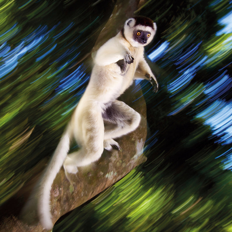 Wildlife Photographer of the Year Leaping Lemur Blank Greeting Card with Envelope