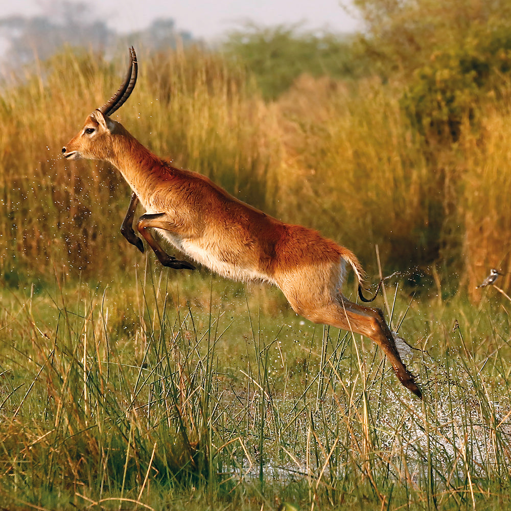 Wildlife Photographer of the Year The Aquabatic Antelope Blank Greeting Card with Envelope - Bee's Emporium