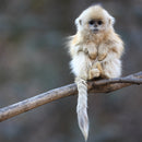 Wildlife Photographer of the Year Tiny Warm-up Blank Greeting Card with Envelope